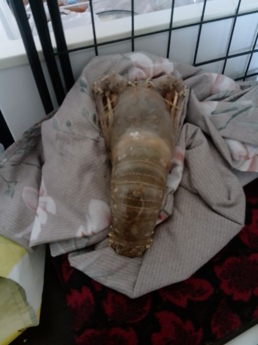 Продам лобстера свежемороженный