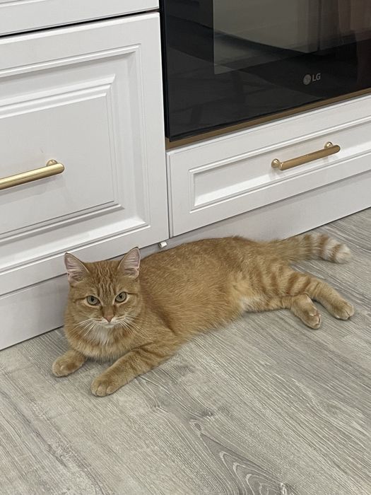 Отдам кошку в хорошие руки