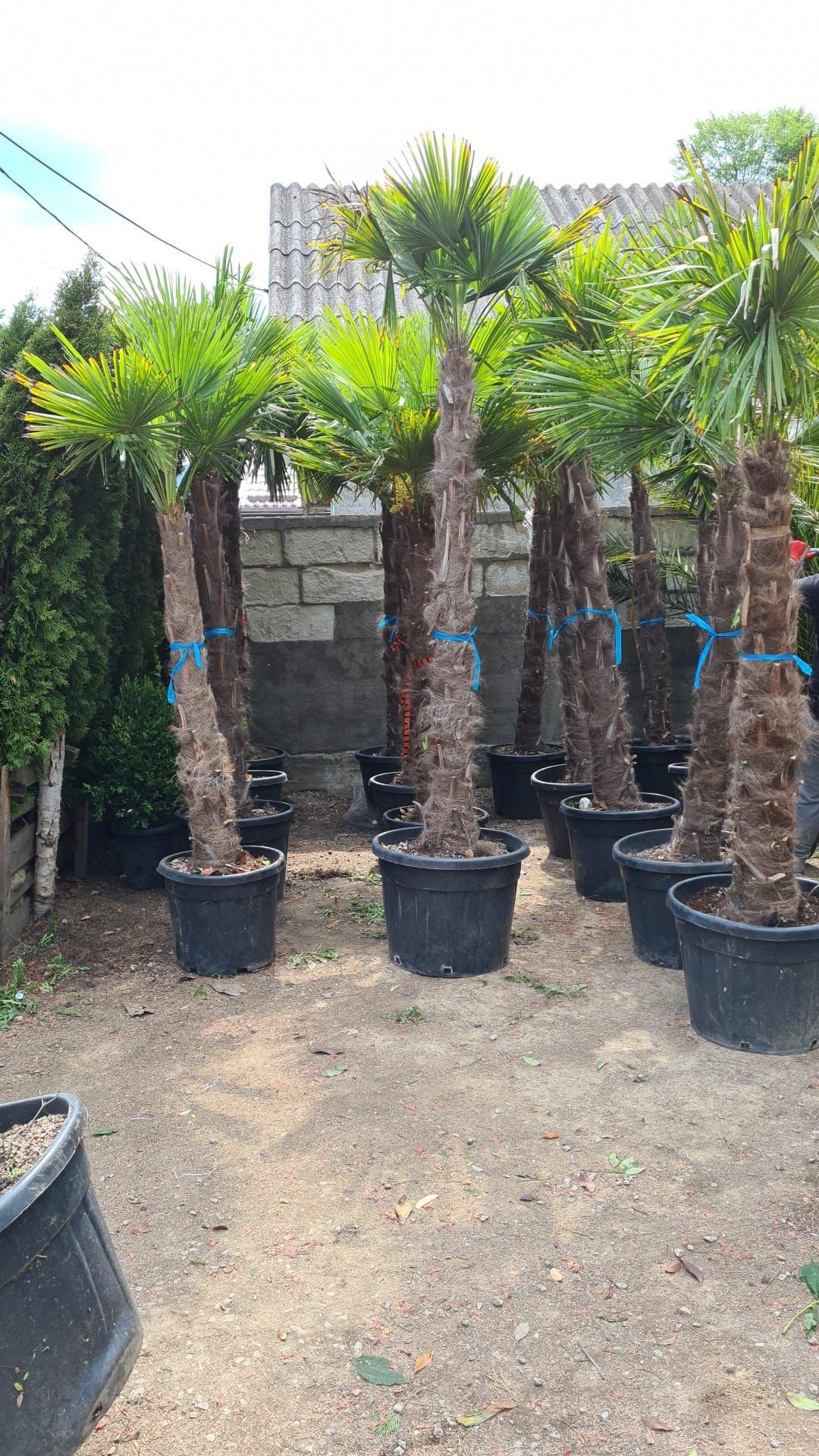 Palmieri trachycarpus fortunei de mai multe dimensiuni
