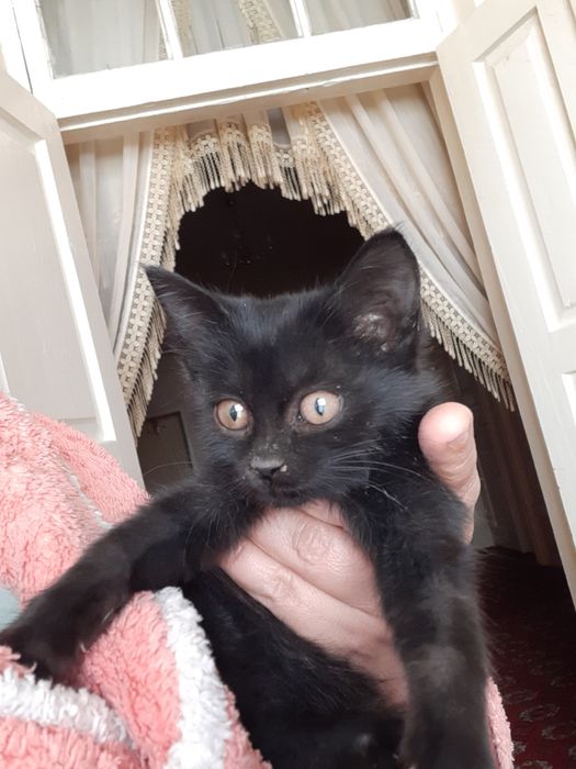 Котёнок в хорошие руки.