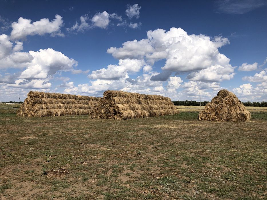 Продам сено луговое в рулонах