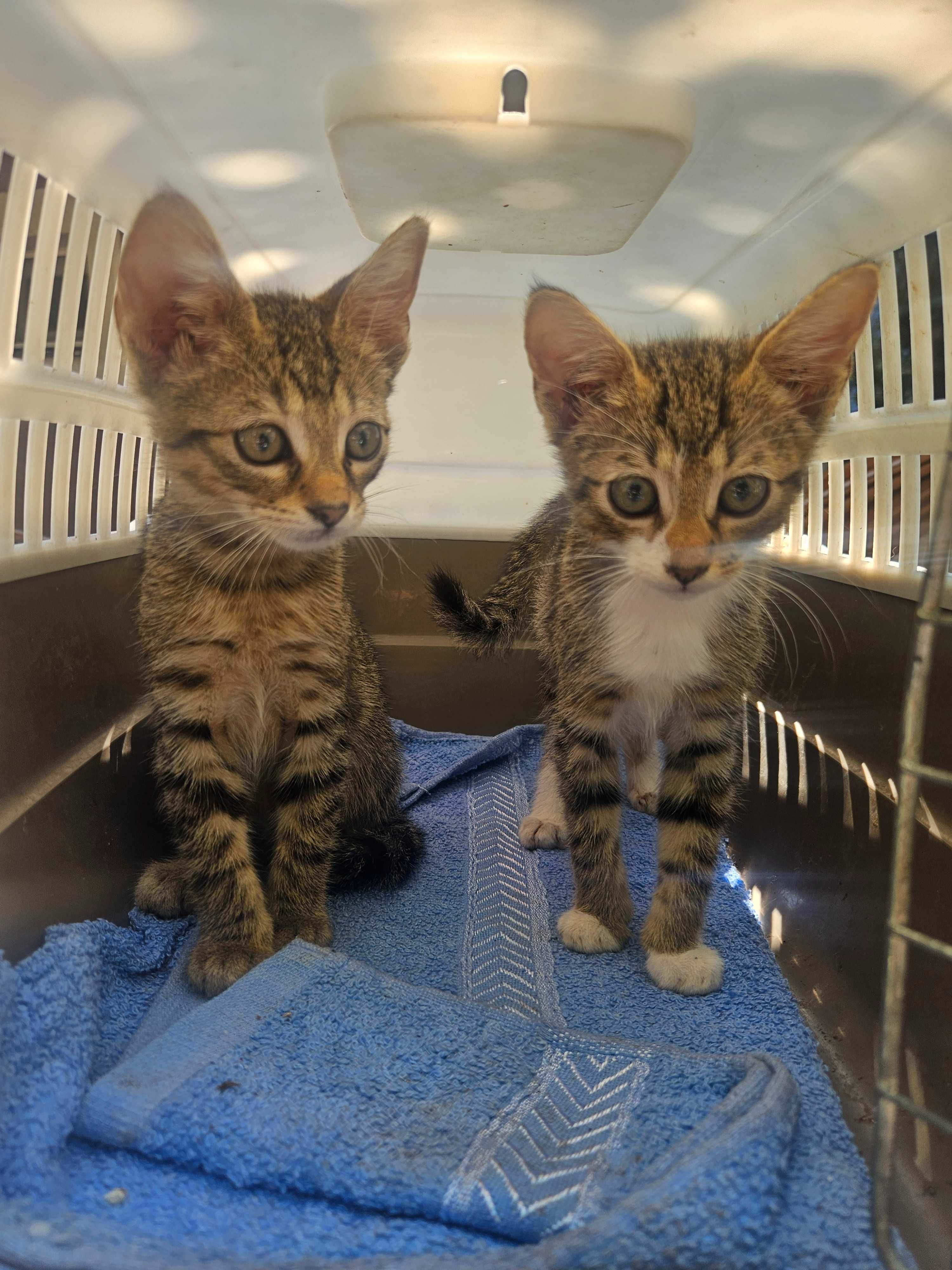 3 puiute de 2 luni jumate pentru adoptie