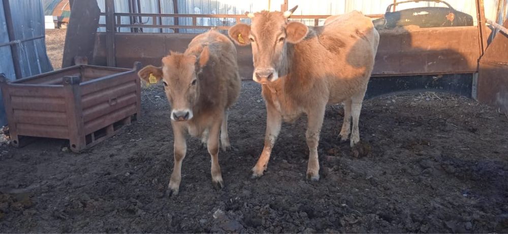 Сиырлар сатылады!