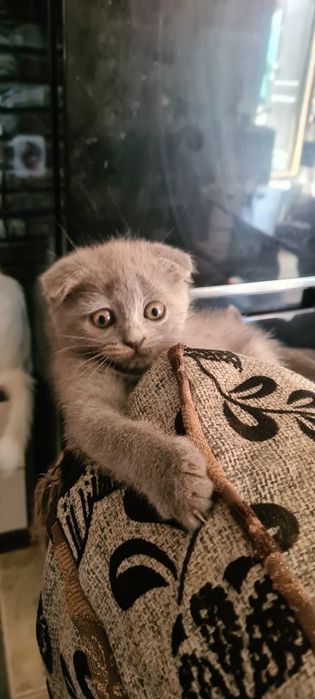 Продаю котят скоттишфолд