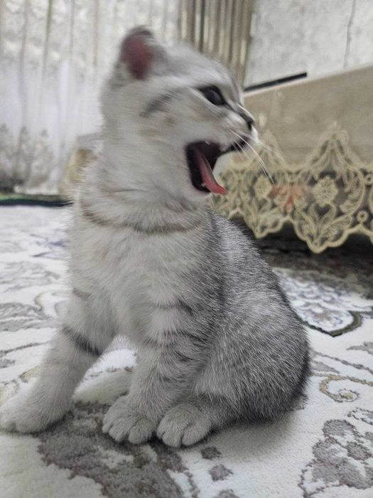 Silver Chinchilla Scottish Fold mushukcha (qiz)