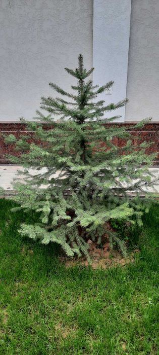 Продам свои голубые ели