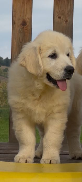 Femela golden retriever cu pedigree