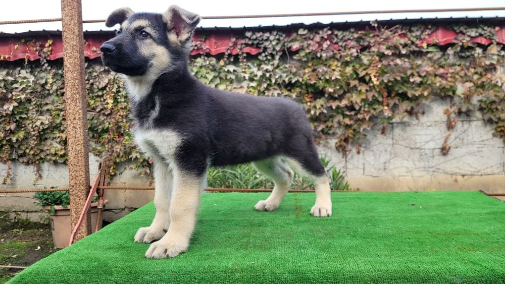 Ciobanesc  Est-european  femela.