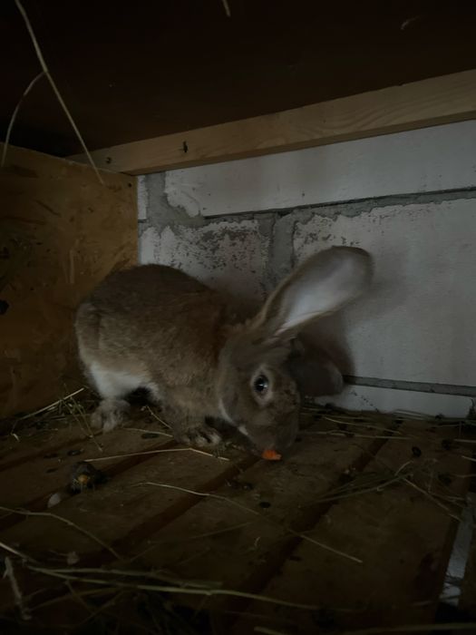 Iepuri uriaș german, 4 luni