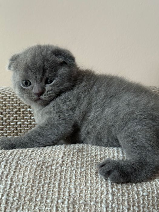 Мъжко шотландско клепоухо