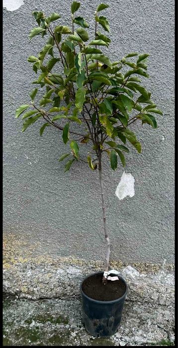 Разнообразие от цветя