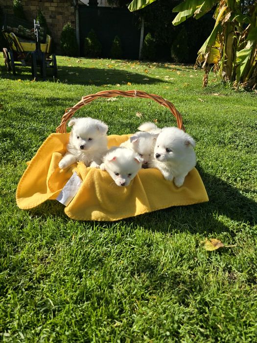 Померан Померанче