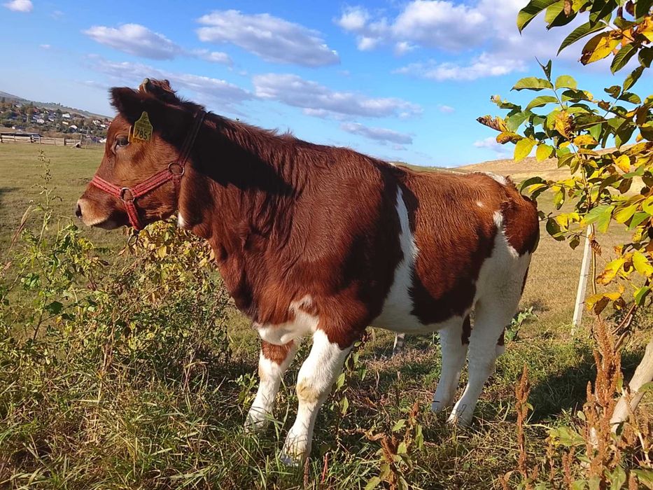 Vând o junică Bălțată Românească