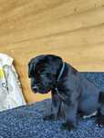 Cane Corso Italiano