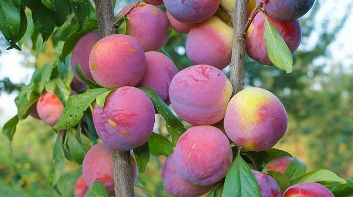 Pomi Fructiferi Columnari (PRUN )