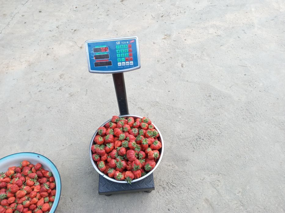 Qulupnay kõchat sotiladi