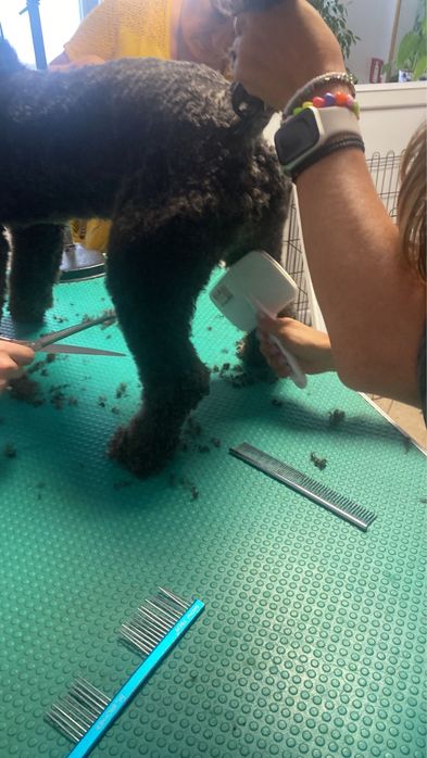 Servicii de infrumusetare pentru animale de companie