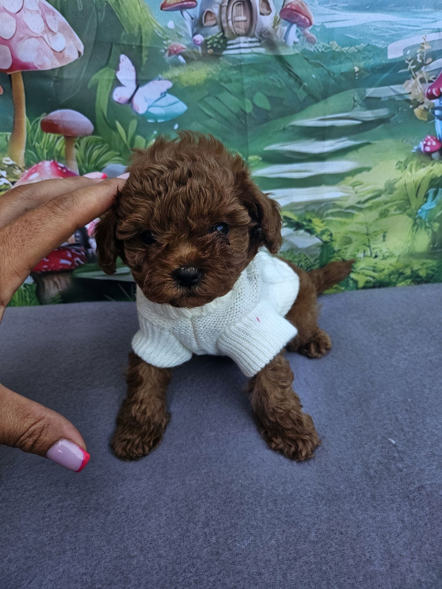 Резервирано!пудел момиче/Toy poodle/ с документ за произход