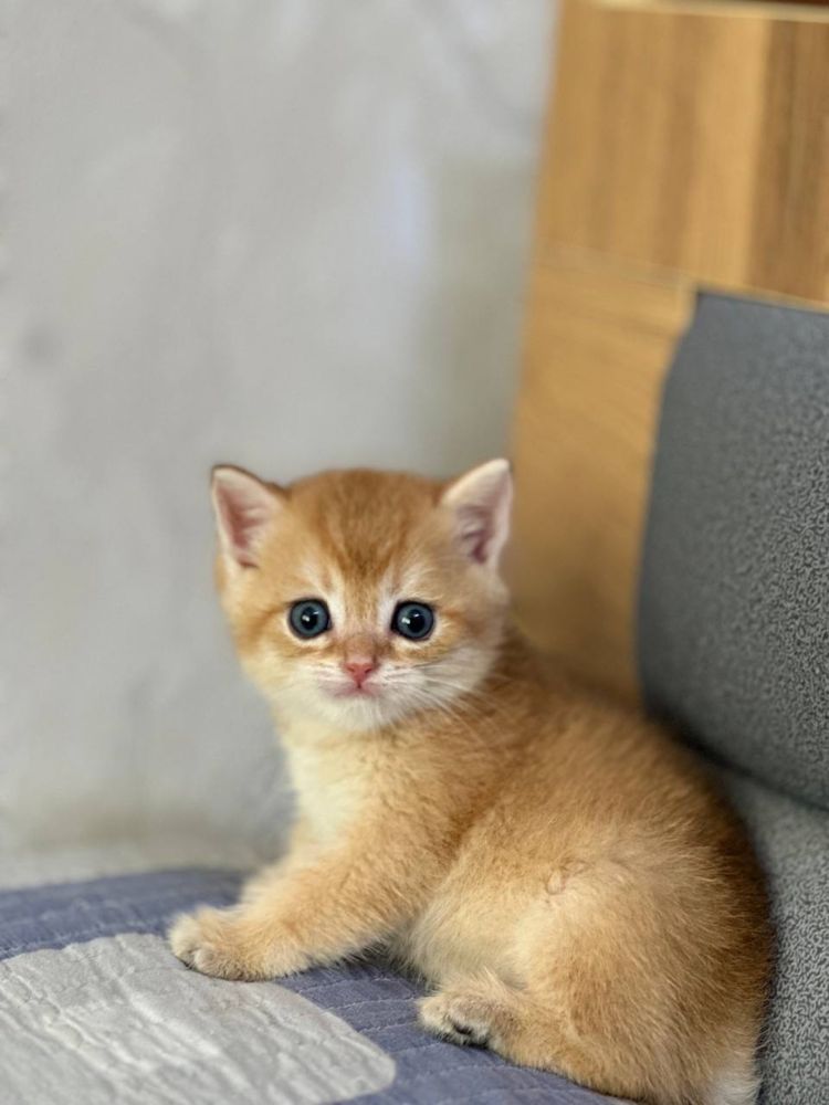 Продам котята британской шиншиллы.