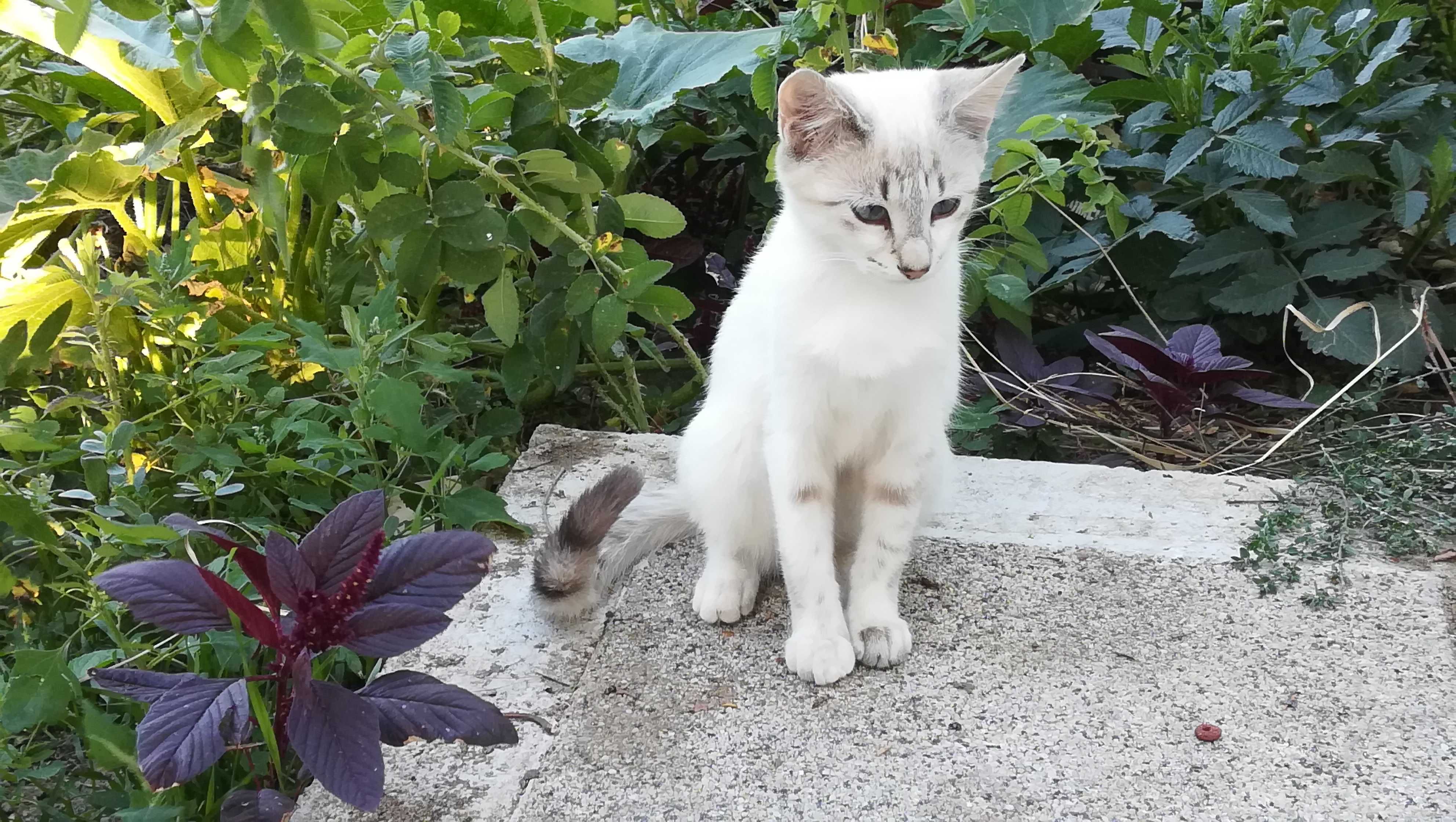 Коте женско бяло на 5 месеца