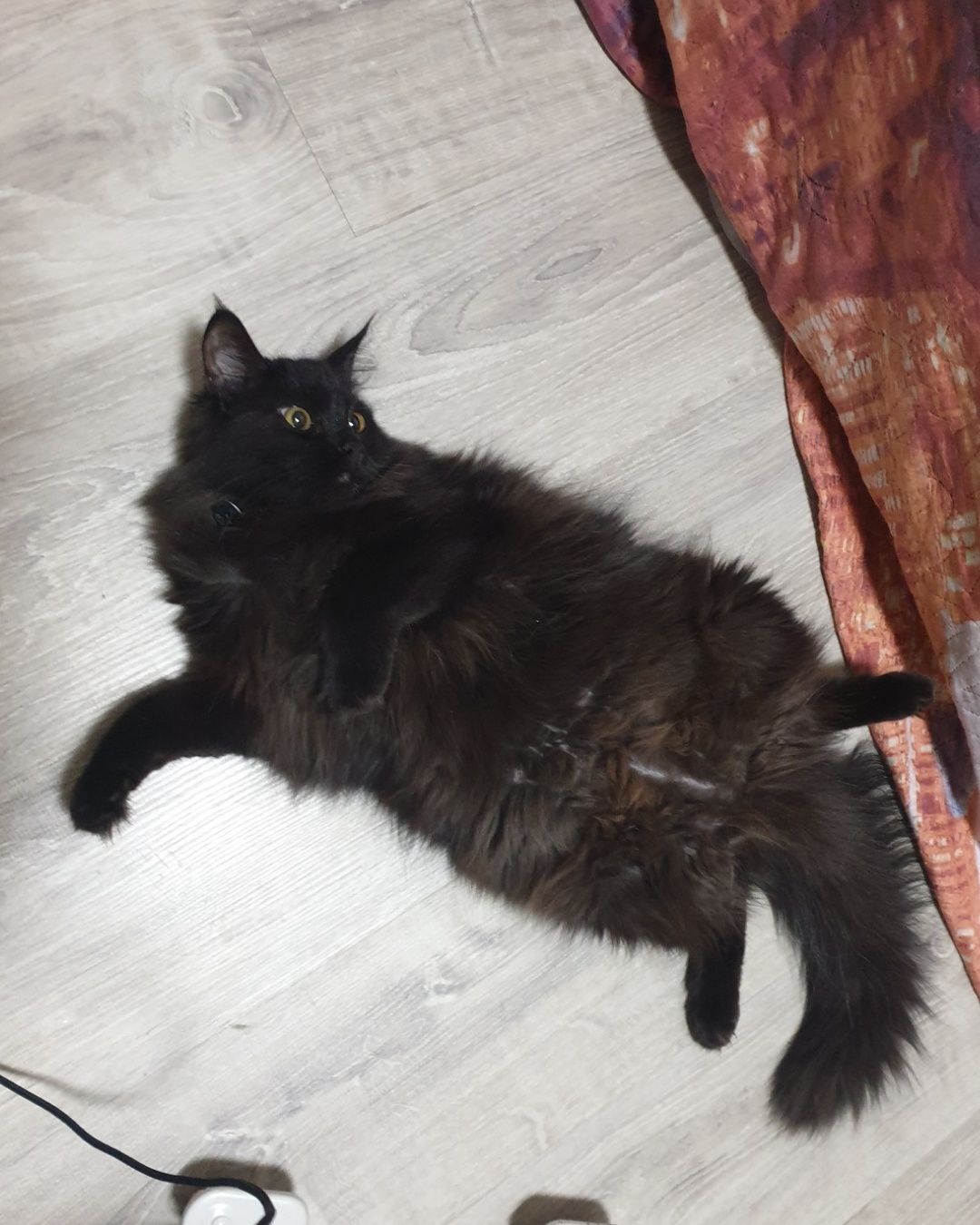 Ищет дом кошечка!