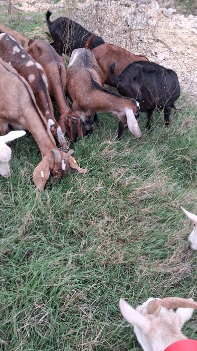 Vand capre Anglonubiene