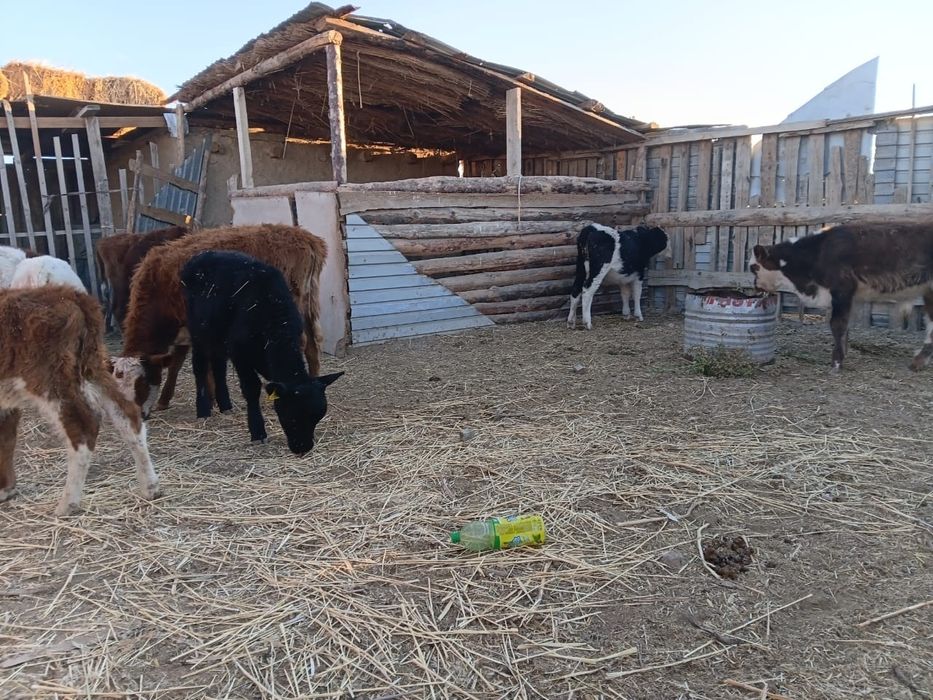 Бузау баспактар сатылады