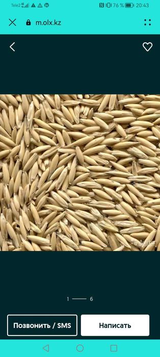 Продам овёс и ячмень 70тг 15-20мешков