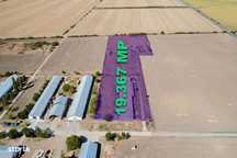 Ferma zootehnica, 19.367 mp,  Vladimirescu
