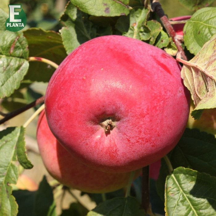Pomi fructiferi deosebiti  Mar Red Melba