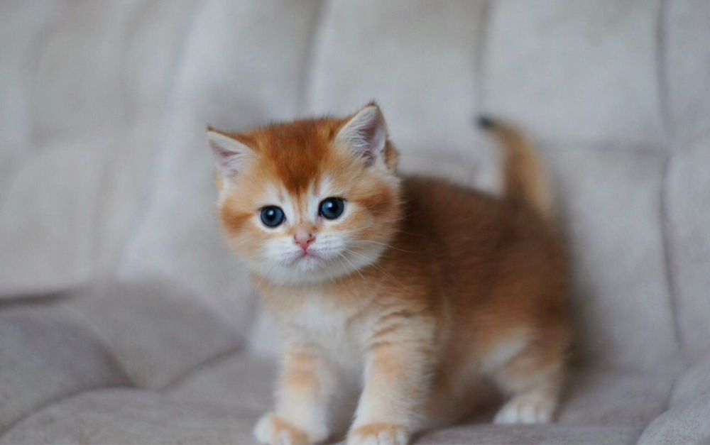 Золотая британская шиншилла мальчик.