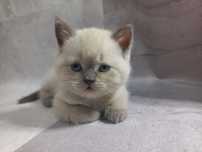 British shorthair fetiță