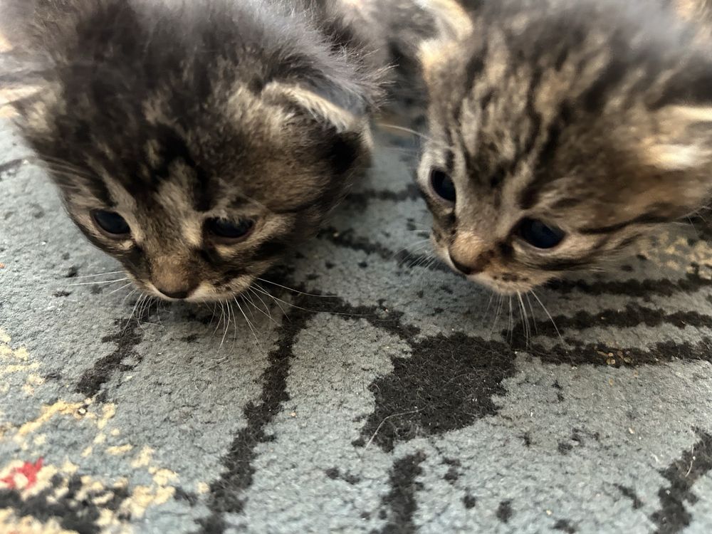 Котята ищут дом!