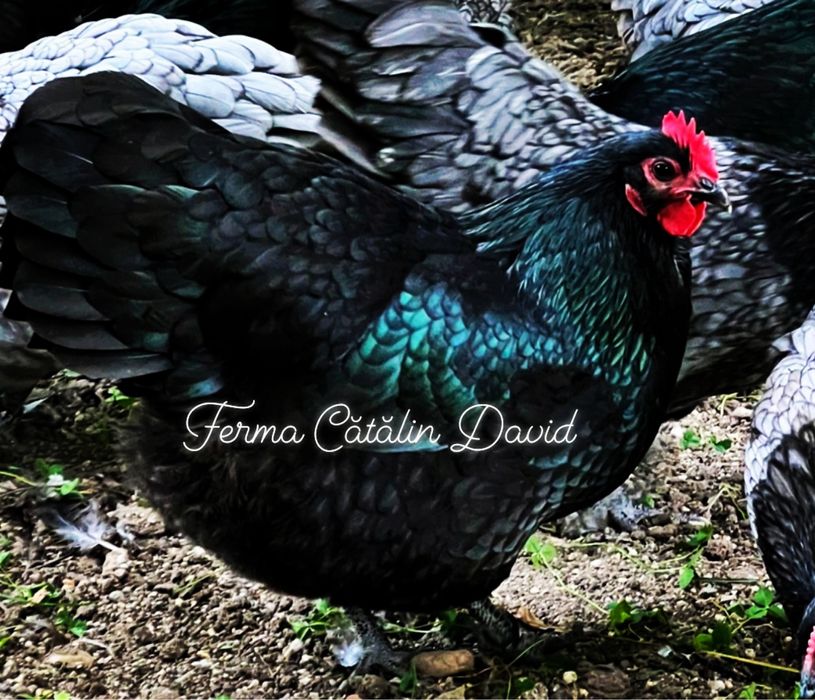 Oua incubatie Australorp Negru Albastru Splash