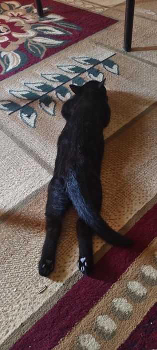 Мушук зотли кизча