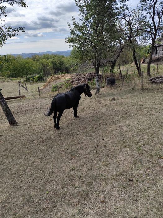 Poneita tanara (ponei)