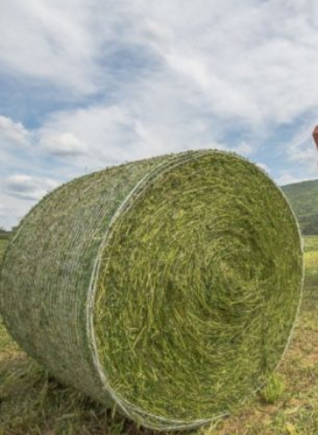 Vând baloti 120/120 lucernă curata Coasa 2 la 350 ron
