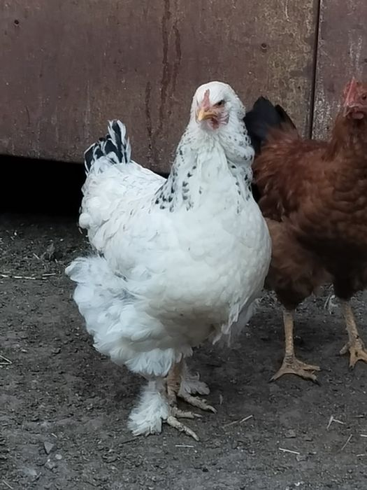 На продажу куры .