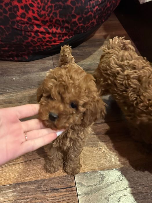 Пудел той пудели