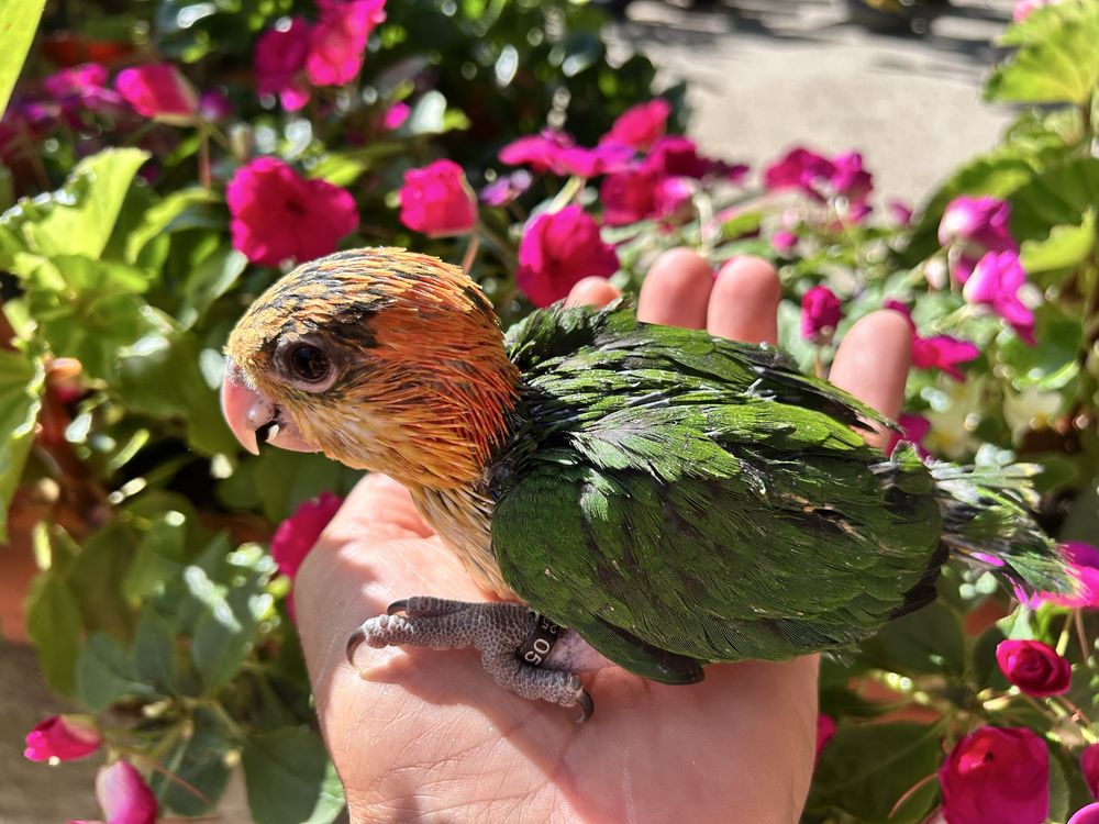 Pui papagal caique