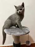 Pisoiaș British Shorthair