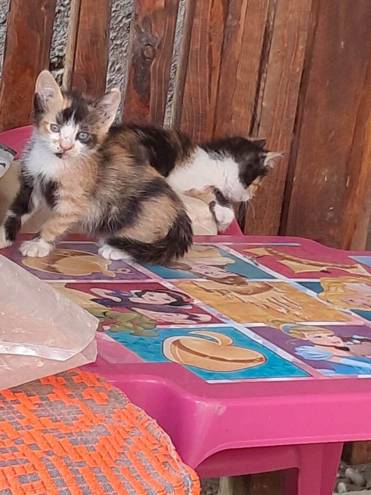 Donez pui de pisică