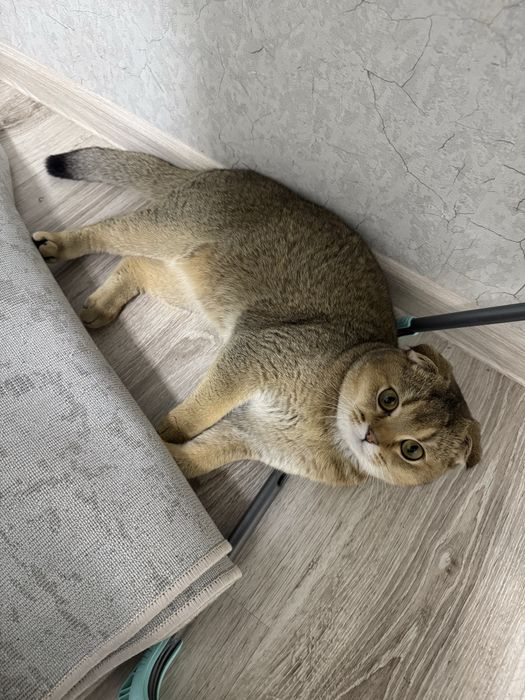 Вязка. Ищем кошку такой же порожы и окраса