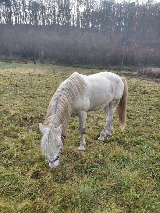 De vânzare armăsar!!