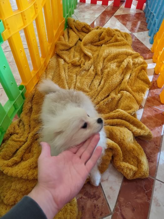Pomeranian- pui superb talie mica 4 luni