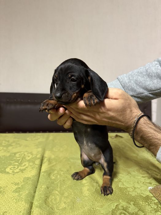 Teckel superb 800 lei