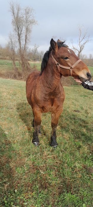 Vand două manze grele