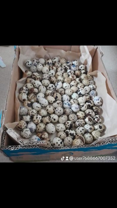 Бөдене жұмыртқасы, яйцо перепғлки