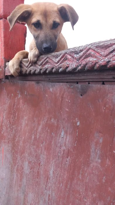 Cautam familie pt acești catei superbi