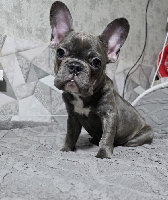Продаются щенок Французский бульдог